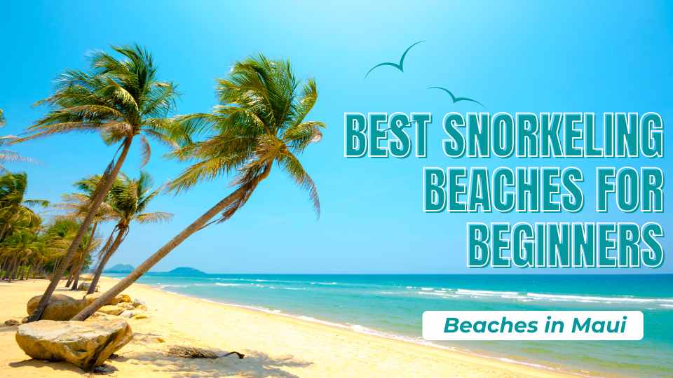 The Best Snorkeling Beaches in Maui for Beginners – 5 Best Beaches